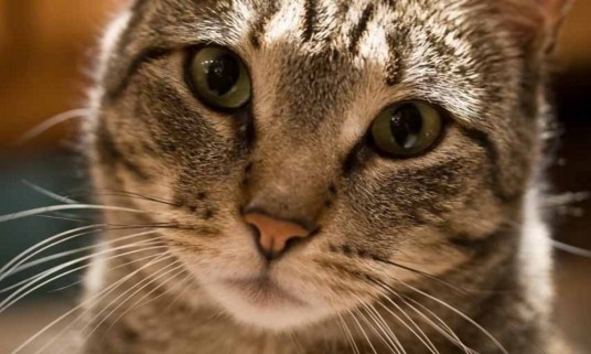 Chat maltraite condamne spa