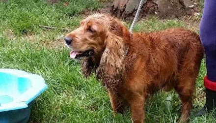 1131771408_B977236965Z.1_20151203160814_000_GBS5O15A2.1-0