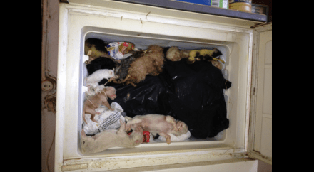 1700321721_B977451344Z.1_20151229171121_000_G7L5T1BSQ.1-0