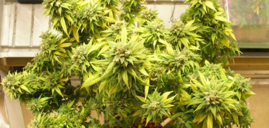 infographie-cannabis-tabac-alcool-la-consommation-chez-les-jeunes-selon-les-regions-710x338