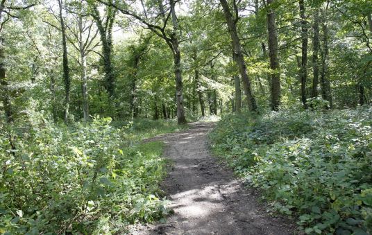 5574133_28001a08-dafd-11e5-9a3d-001517810e22-1