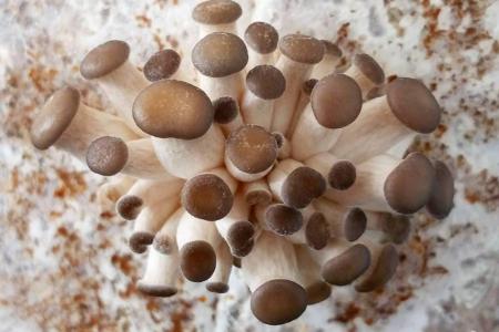 1540895488_B978193039Z.1_20160323155641_000_G146EV5PC.1-0