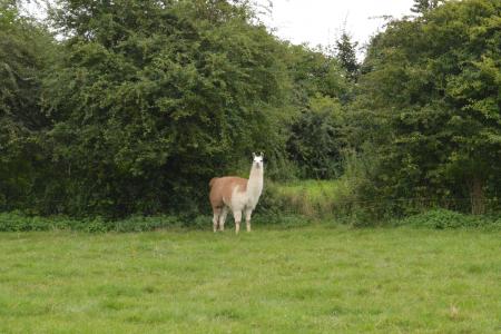 1187997421_B979407070Z.1_20160810100332_000_GMB7C9JV0.3-0